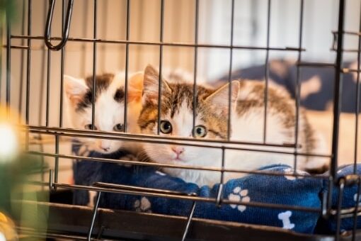 猫飼育 OK の不動産屋や保護猫カフェの売上の一部をシェルターへ寄付！総額 100 万円相当の寄付を実施し、行き場を失った猫たちを救う！FLAG 株式会社