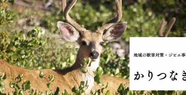 日本最古の人工林・奈良県吉野の山守が、森林再生を目指し運営開始！猟師と獣害に困る山主や農家を繋ぐサービス！「かりつなぎ」