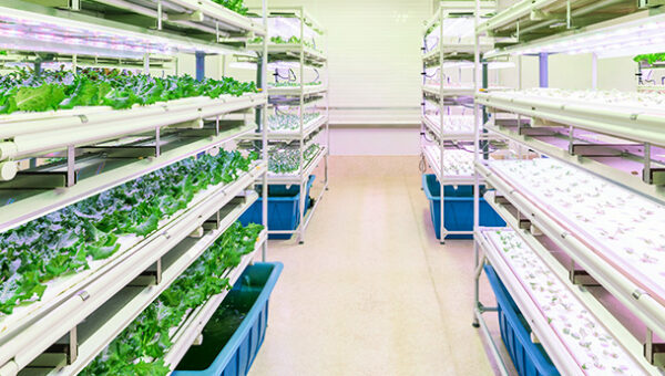 アスリート御用達の人気中華料理店も採用する“LED 野菜”無添加の絶品野菜を栽培できる LED ユニットを開発・販売するパイオニア企業株式会社アグリ王