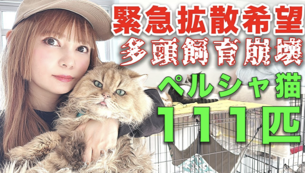 相模原市で”猫界のパンデミック”が発生…中川翔子さんが呼びかけ、猫風邪の111匹を救うプロジェクトが次々発足！～猫風邪への効果が期待できるサプリ無償提供・猫風邪対策法のライブ配信～ ※株式会社HACHI・麻布大学へのインタビュー取材が可能です