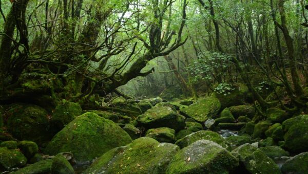 学研スタディエ　小学生向け世界遺産講座が累計350名受講で大好評！世界遺産マイスターが選ぶ！2025年後半に行くべき世界遺産ベスト3