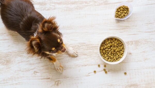 【室内犬は足腰に負担がかかりやすい…その原因は「滑りやすい環境」】「床のコーティングは、愛犬の快適な住環境作りにおすすめ」と推薦　獣医師・神志那弘明（かみしな・ひろあき）※神志那氏への取材が可能です！