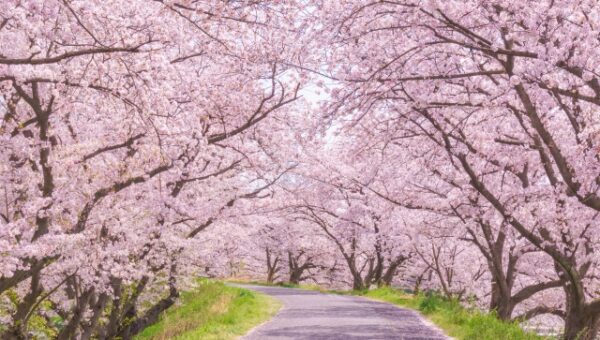 じぶんの桜で花見をしよう！ 自分だけの桜と幻の銘酒「本菱」で地域活性化を目指す 「満開の桜オーナーになろう2025」プロジェクト開始