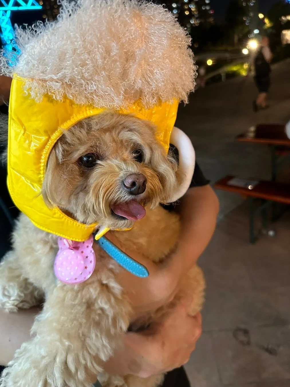 ビールジョッキの帽子をかぶった可愛い小型犬が、誰かに抱っこされている写真です。舌を少し出して、とても愛らしい表情をしています。