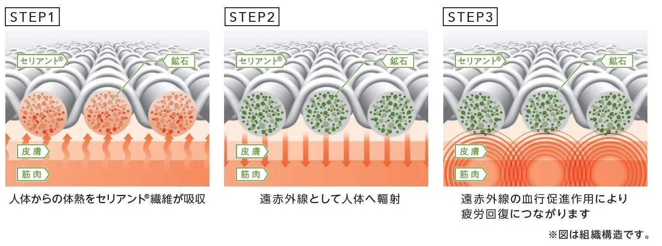 セリアントの疲労回復の仕組み