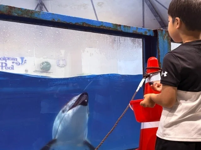 イルカにエサやり体験