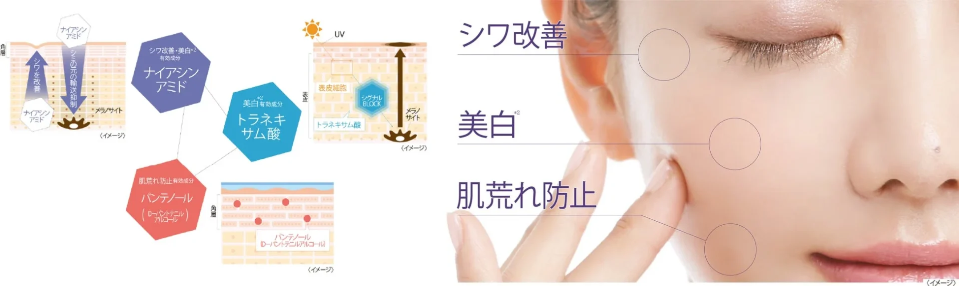 有効成分の作用を説明する図