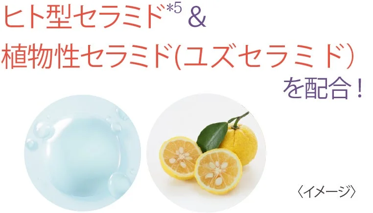 ヒト型セラミドと植物性セラミドのイメージ