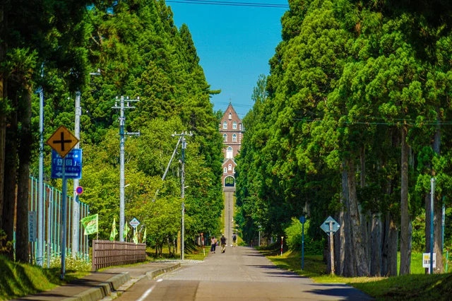 函館の並木道