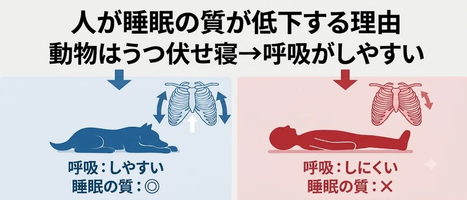 人が睡眠の質が低下する理由を動物と比較した図