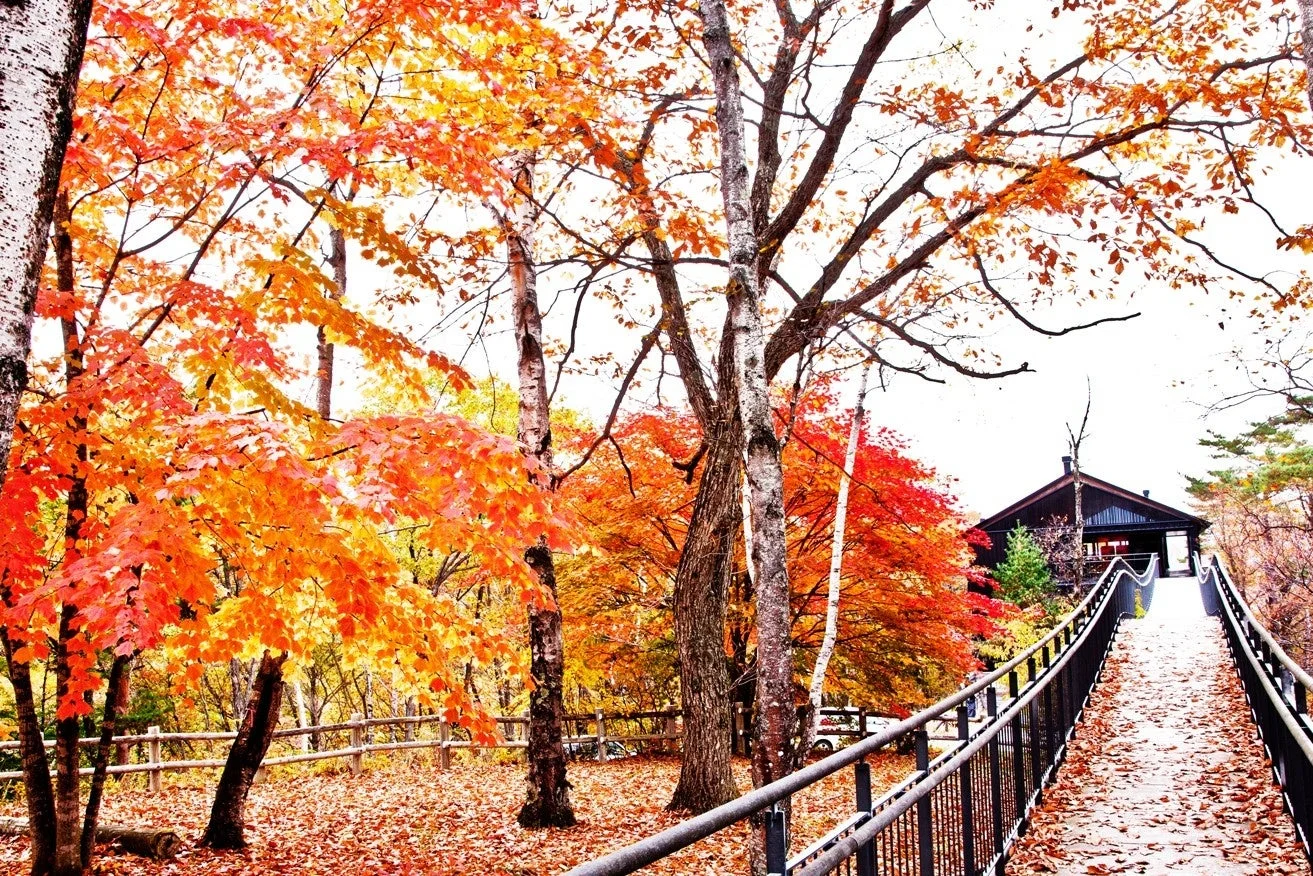 紅葉に包まれた橋と森の風景