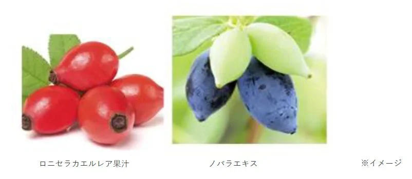 果物,ベリー,ローズヒップ,ハスカップ,ロニセラカエルレア,ノバラ,果汁,エキス,植物,素材