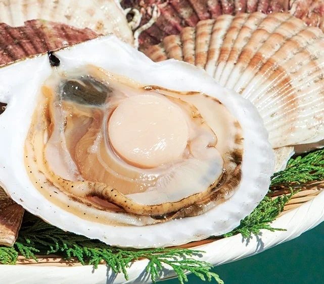 殻付きの新鮮なホタテ貝