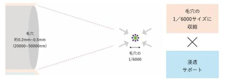 毛穴,サイズ,収縮,浸透,サポート,図解,比較,微細化