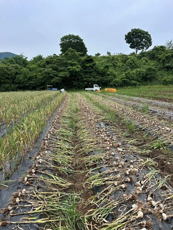 にんにくの乾燥風景