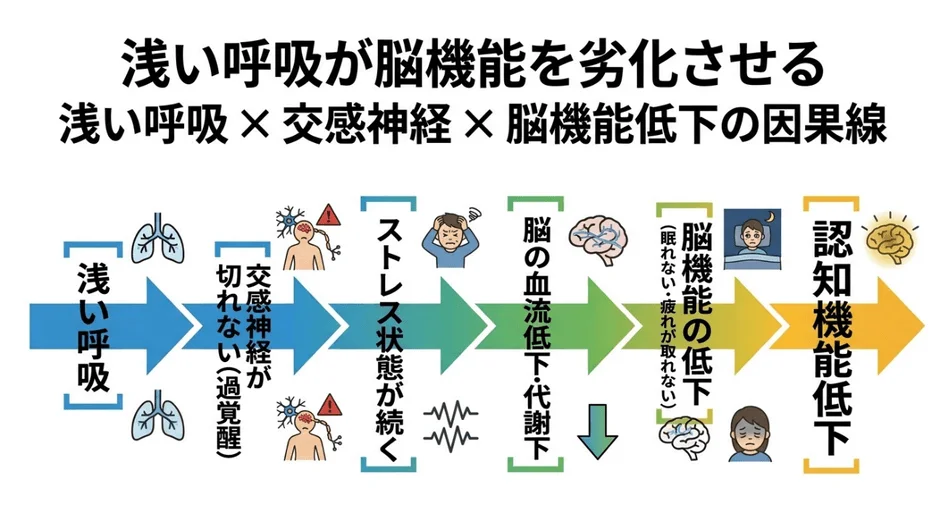 浅い呼吸が脳機能低下を引き起こす因果関係の図