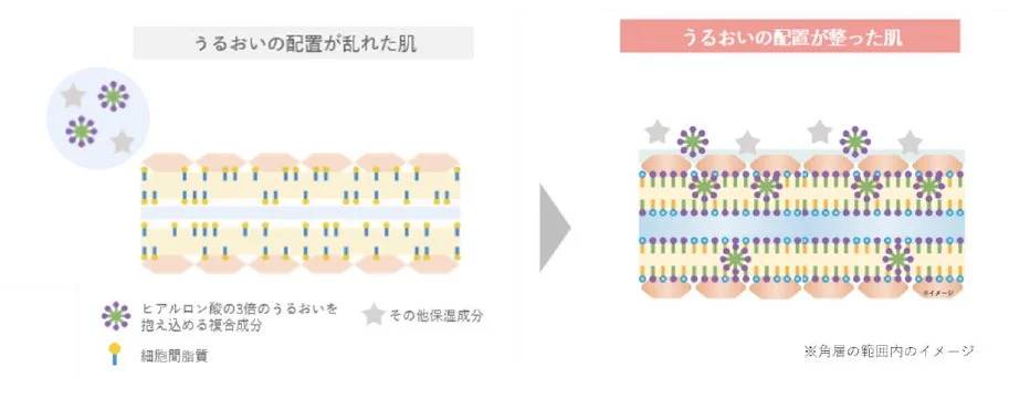 肌,保湿,うるおい,角層,スキンケア,細胞間脂質,ヒアルロン酸,肌構造,ビフォーアフター