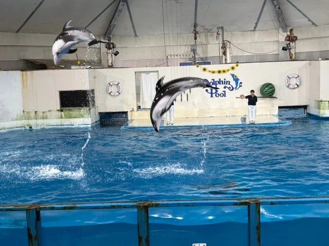 イルカショーの様子