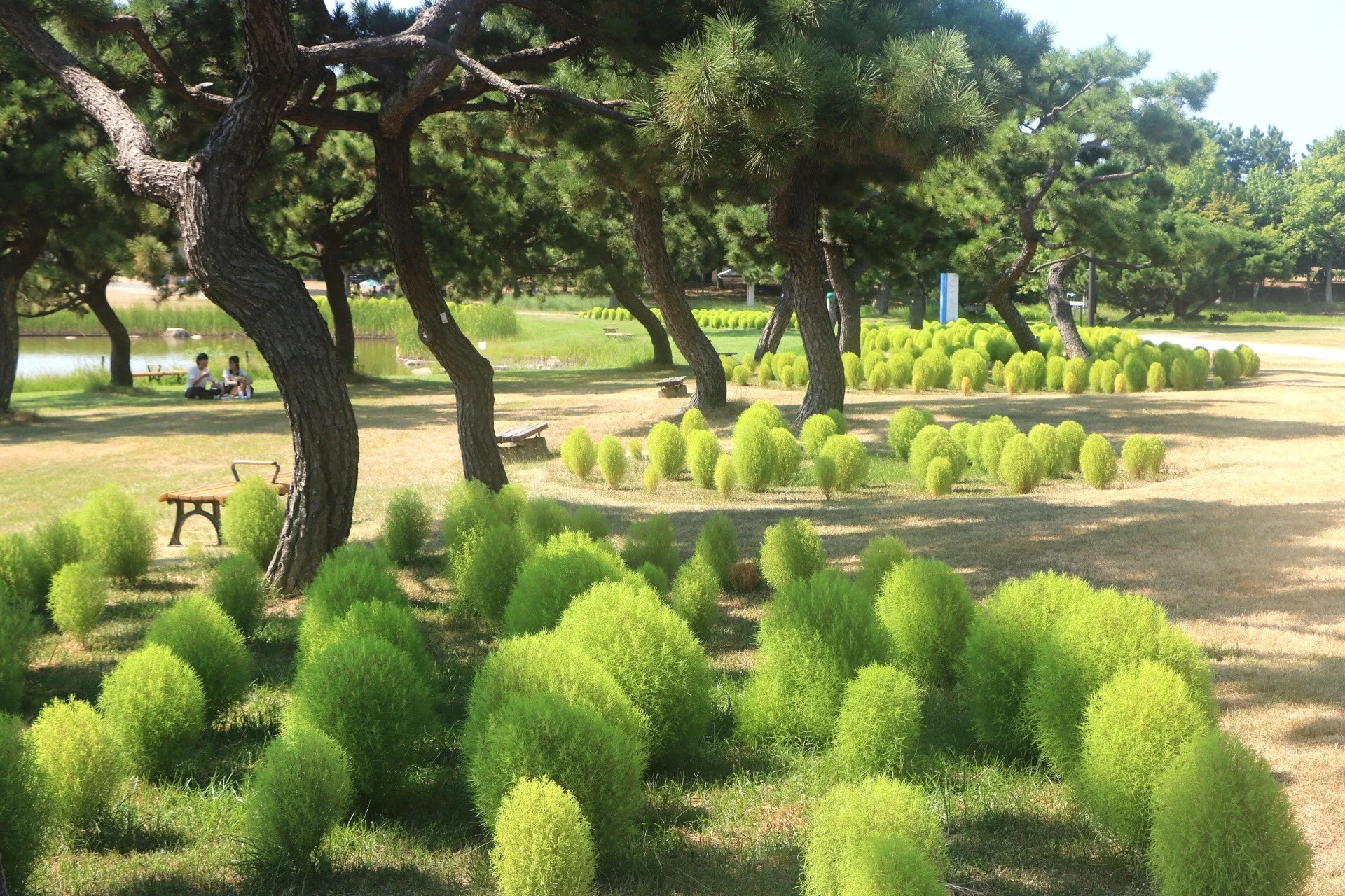 コキアと公園の風景