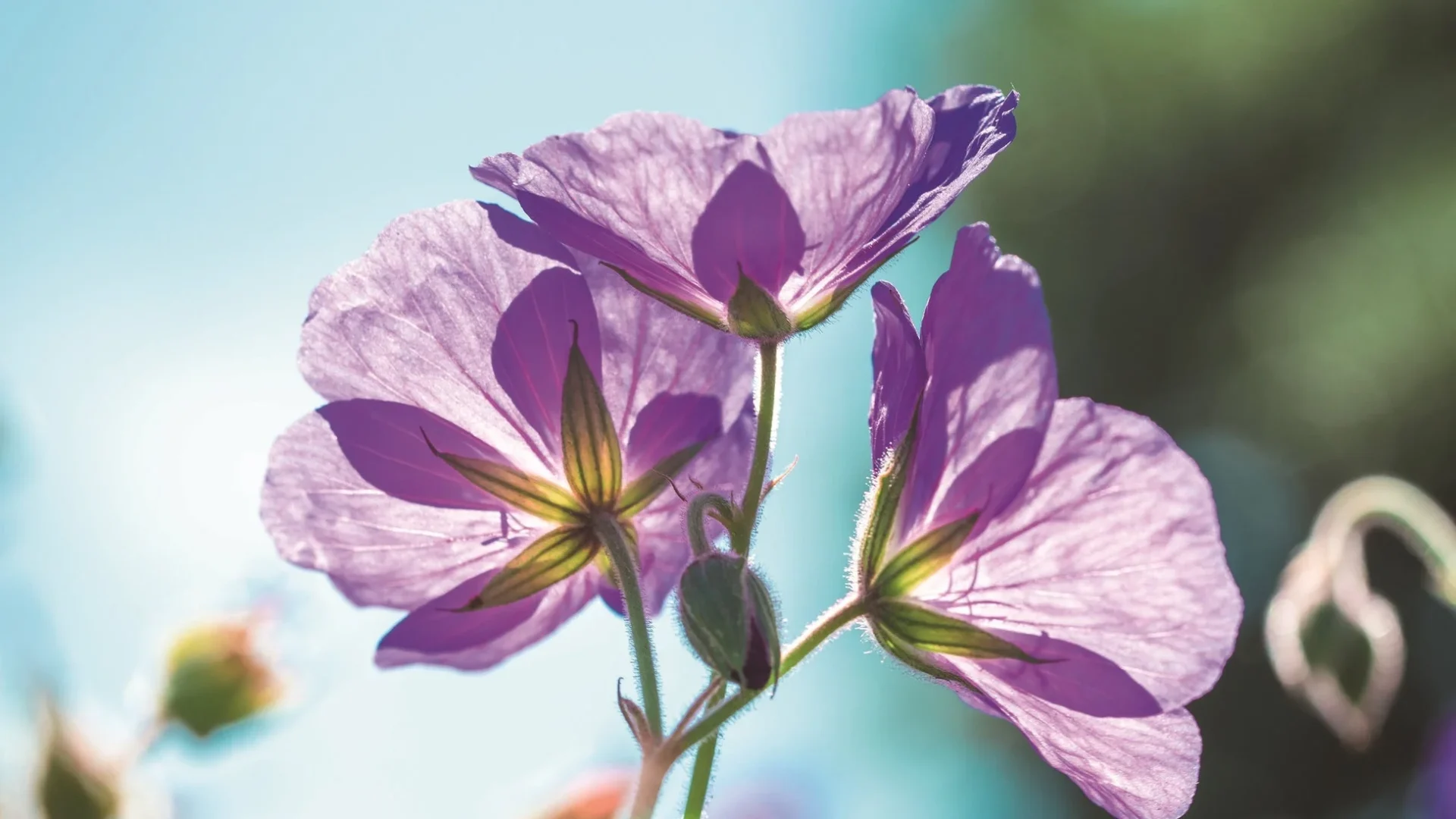 紫色の花