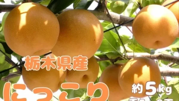 大玉で甘み豊かな栃木県産梨「にっこり」が産地直送！JAタウンで「お客様送料負担なし」の「秋のＪＡタウン祭り」開催中