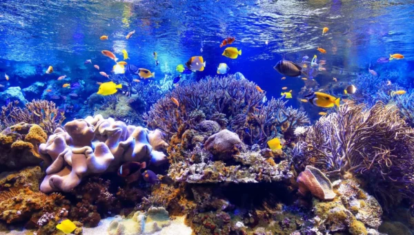 冬の鳥羽水族館を貸し切り！宿泊者限定「ナイトアクアリウム」12月開催、貸切新幹線ツアーも