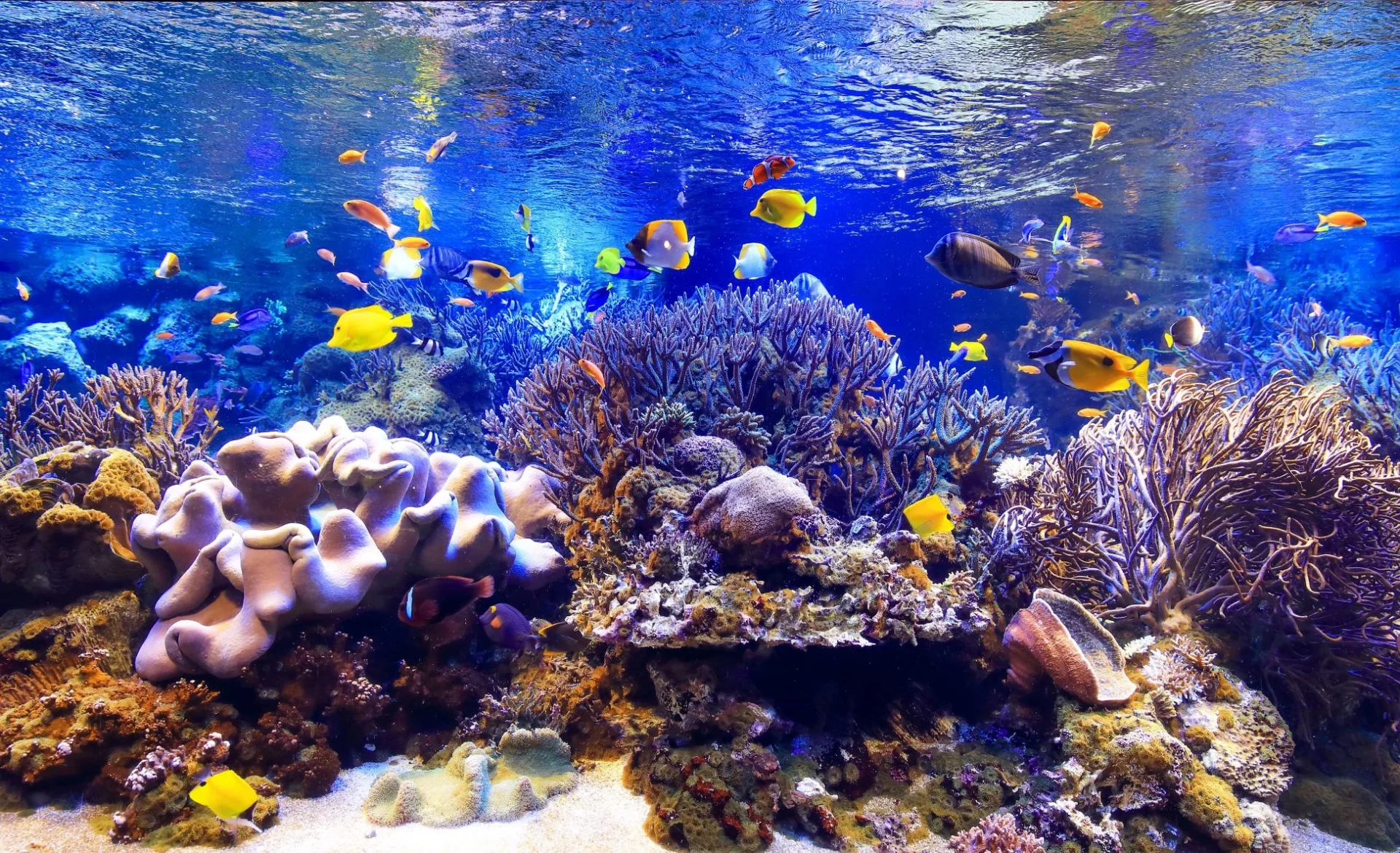 美しい青い水中に色とりどりの熱帯魚が泳ぎ、多様なサンゴ礁が広がる様子を捉えた画像。まるで水族館のような鮮やかな海の風景です。