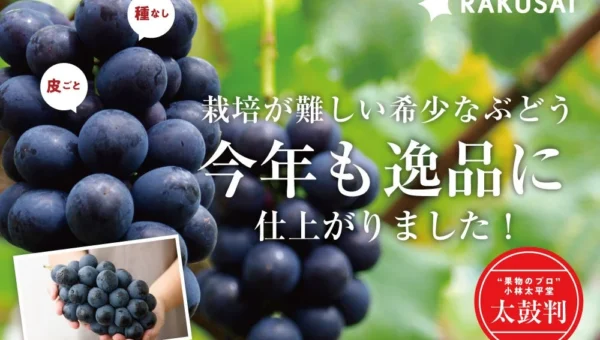 希少ぶどう『ナガノパープル』が限定販売！プロが太鼓判を押す「種なし皮ごと」の贅沢な味わい