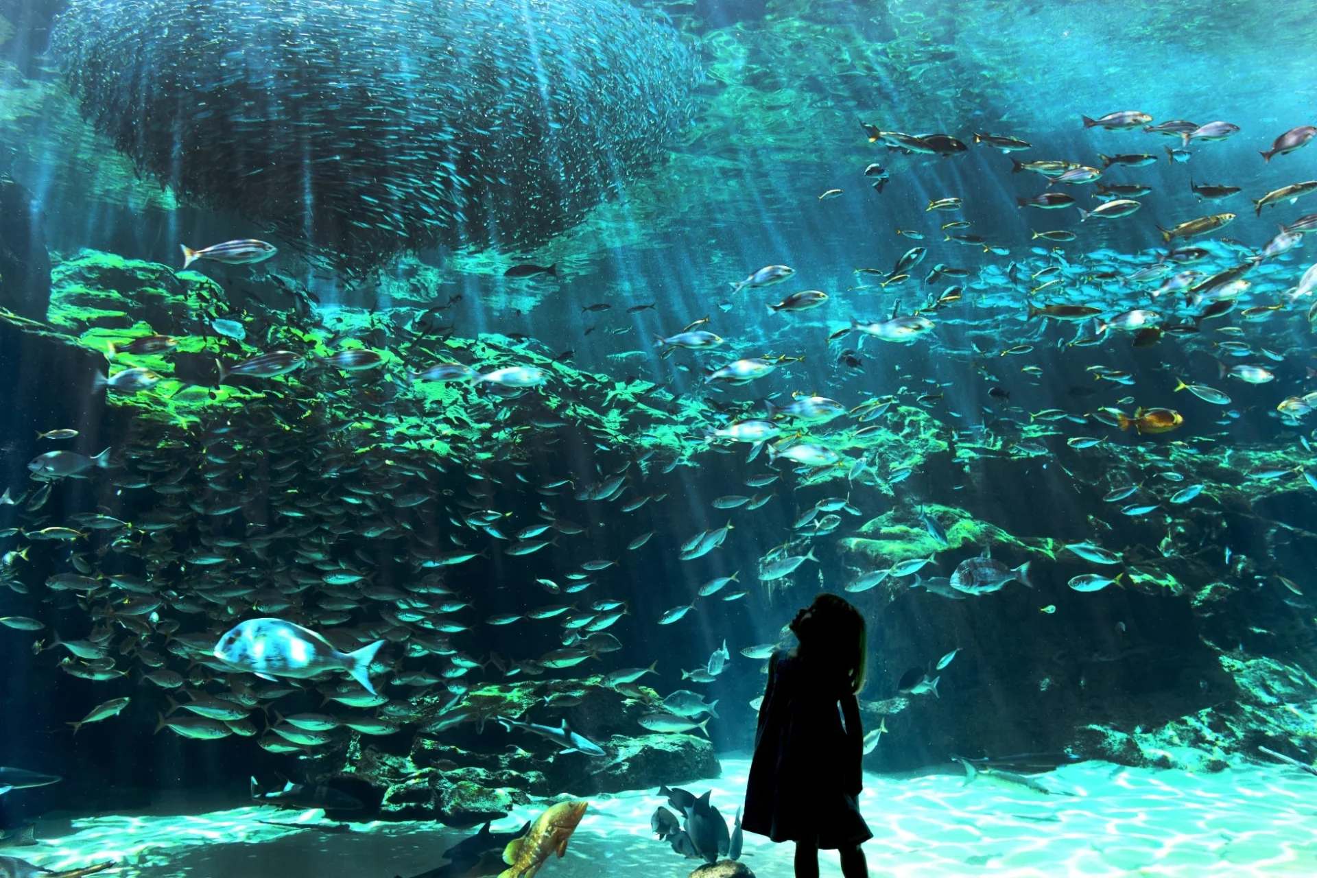 水族館の魚群と人影