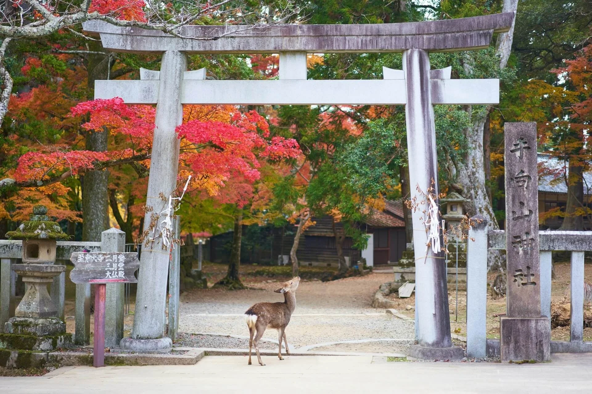 奈良県天川村の鳥居と紅葉と鹿