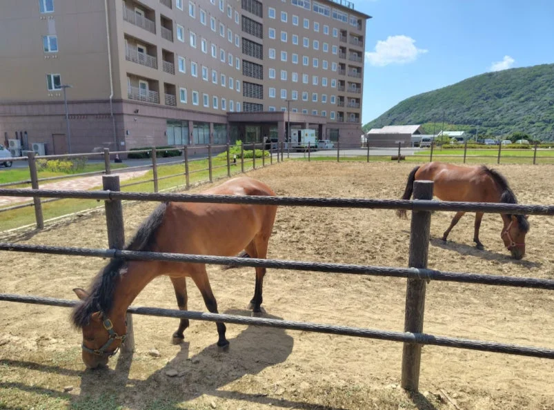 晴れた日に、茶色い馬が柵で囲まれた敷地内で草を食べている様子。