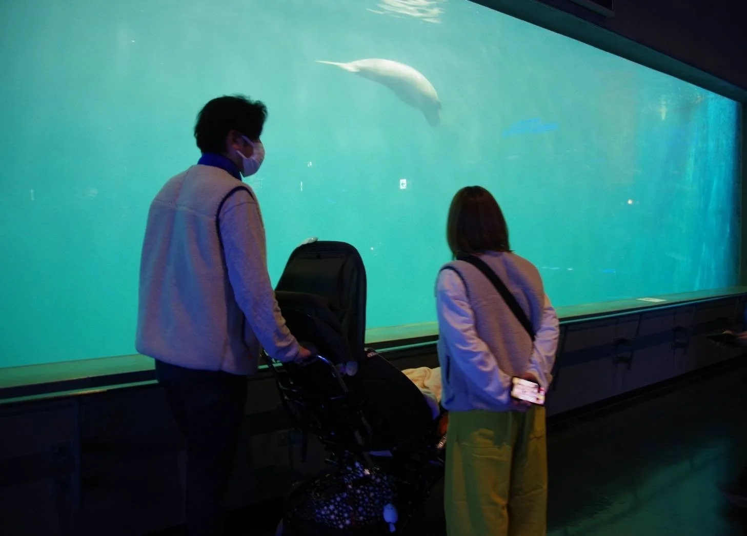 水族館で、ベビーカーを押した夫婦(またはカップル)が、青い水槽の中を泳ぐシロイルカ(ベルーガ)を鑑賞している様子。暗い鑑賞エリアと明るい水槽のコントラストが印象的です。