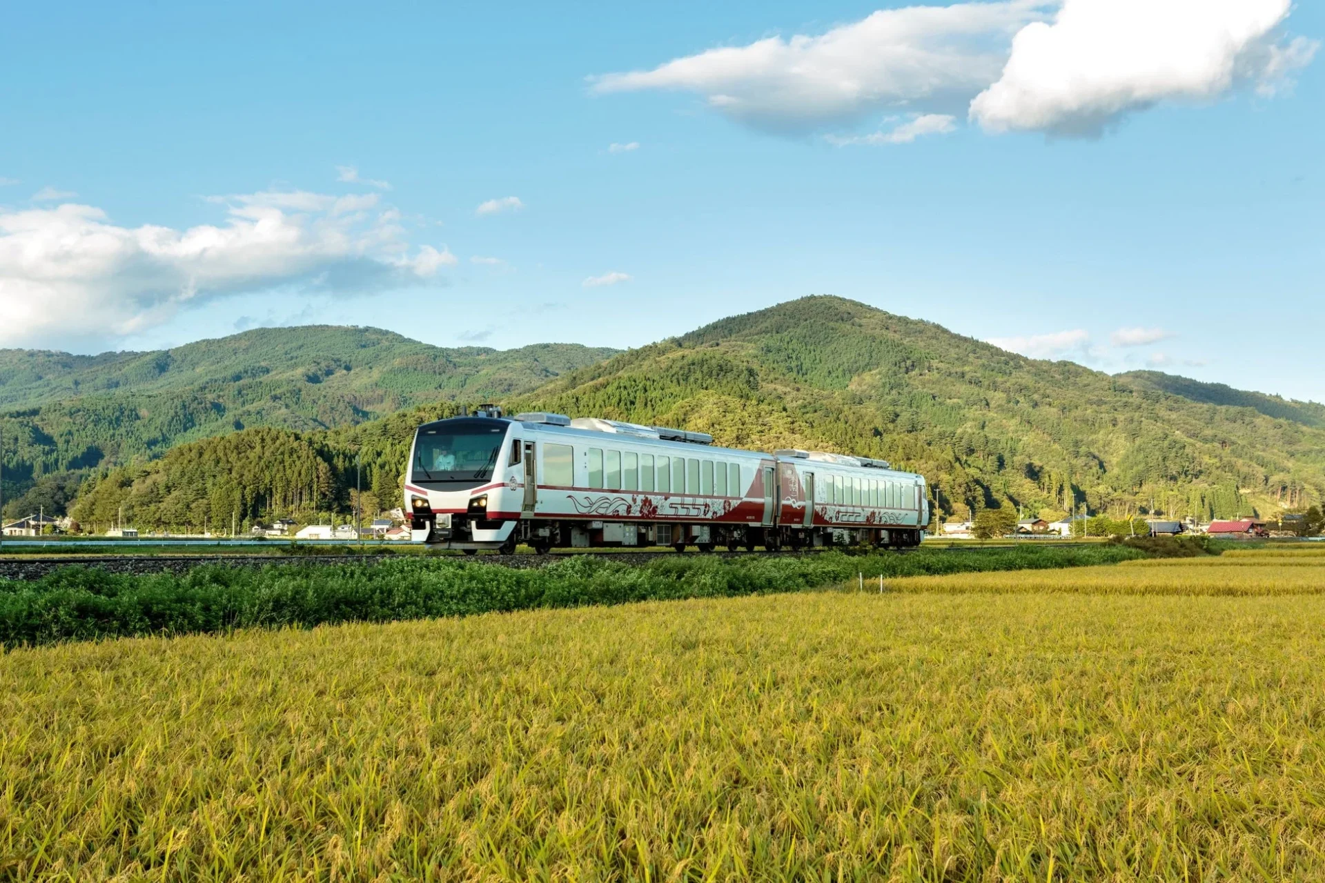 黄金色の田んぼの中を走る特急列車