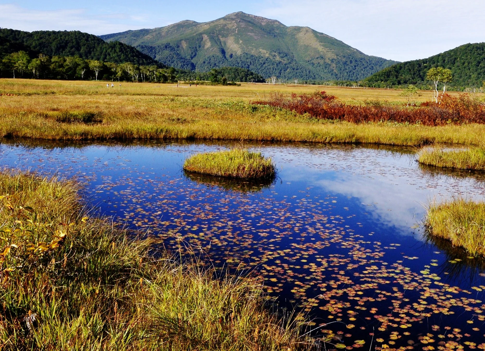 群馬県片品村の湿原の紅葉