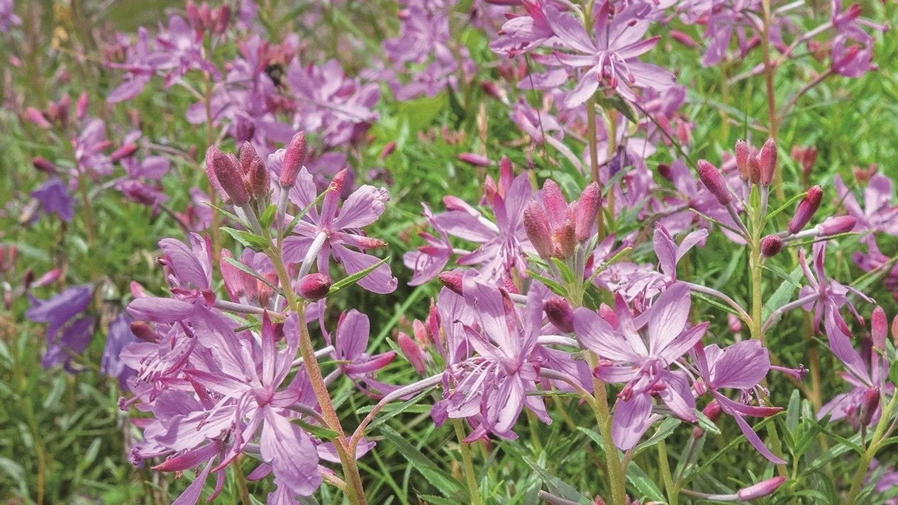 紫色の花