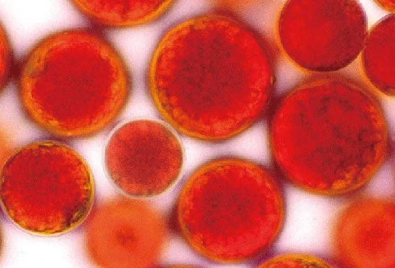 顕微鏡で捉えられた、赤く丸い細胞または微細な粒子の集合体です