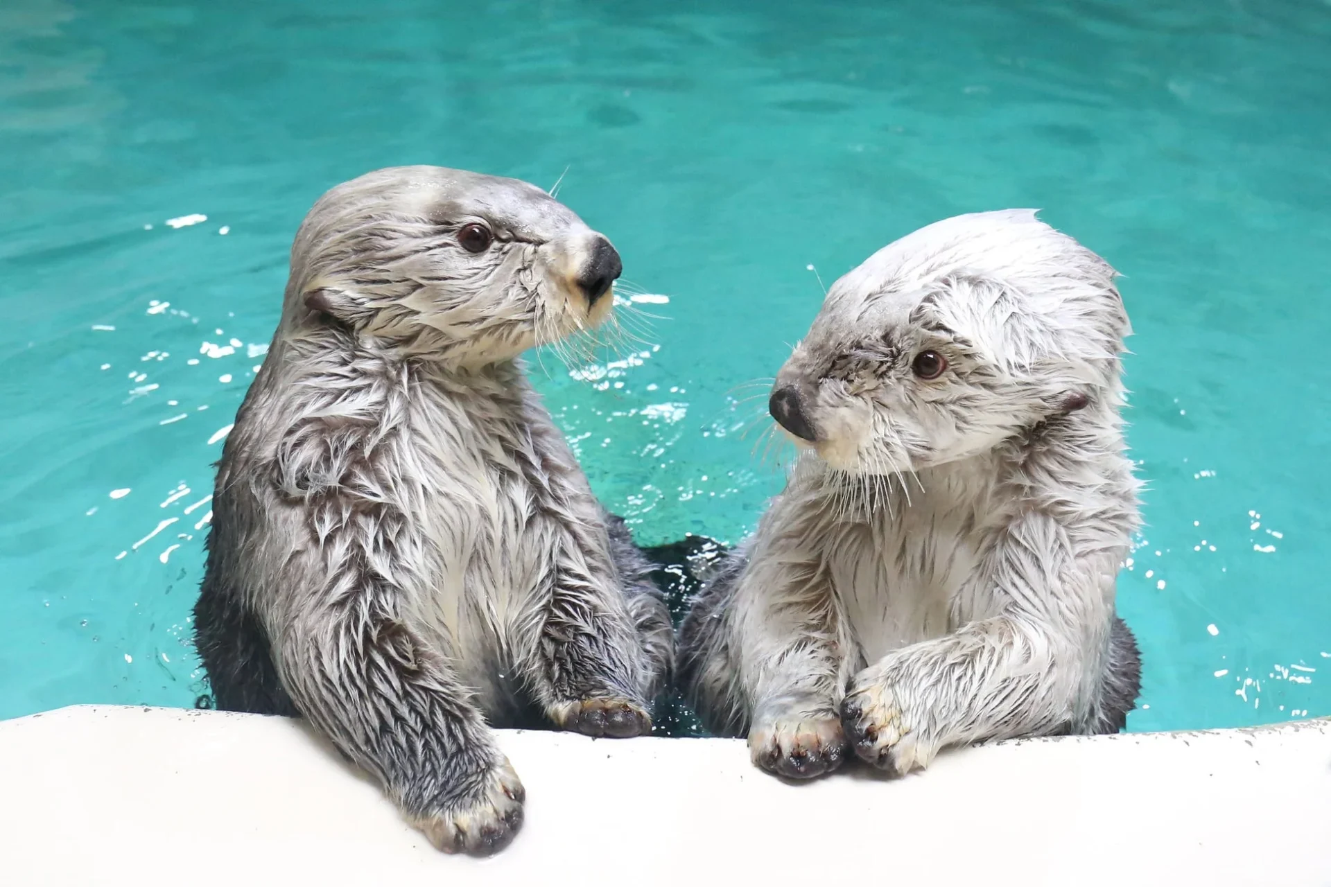 ターコイズブルーのプールで、2匹のラッコが白い縁に前足を乗せ、お互いを見つめ合っている可愛らしい瞬間を捉えた画像です。濡れた毛並みが特徴的です。