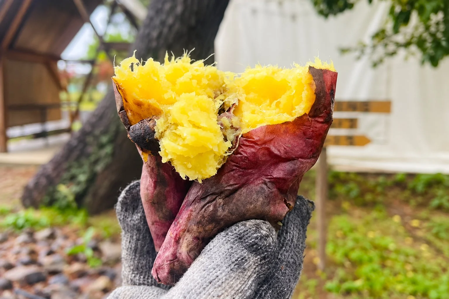ホクホクの焼き芋