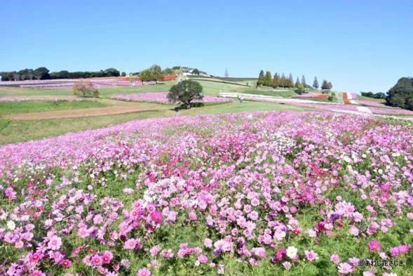 あわじ花さじきのコスモス畑