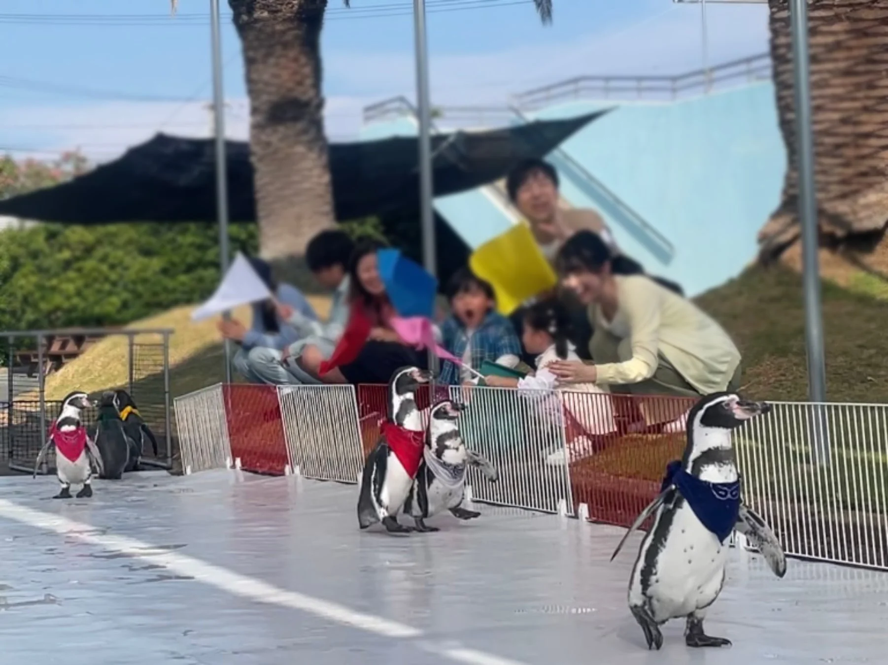 ペンギンパレード