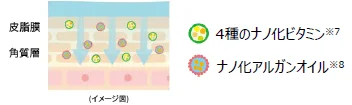 ナノ化された4種のビタミンとアルガンオイルが、皮脂膜と角質層を通過して肌に浸透していく様子