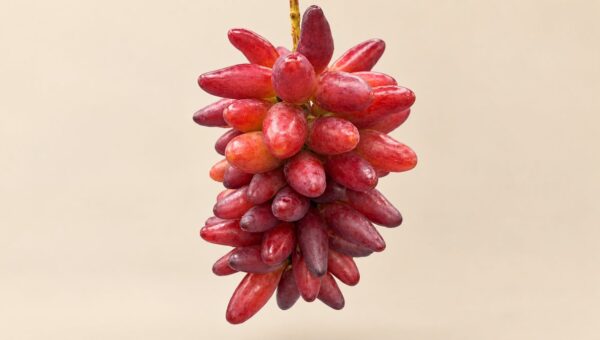 流通量が極めて少ない希少ぶどう「ジェリービーンズ」を大福に。まるでお菓子のような愛らしい姿と濃厚な甘さのフルーツ大福が、弁才天より数量限定発売