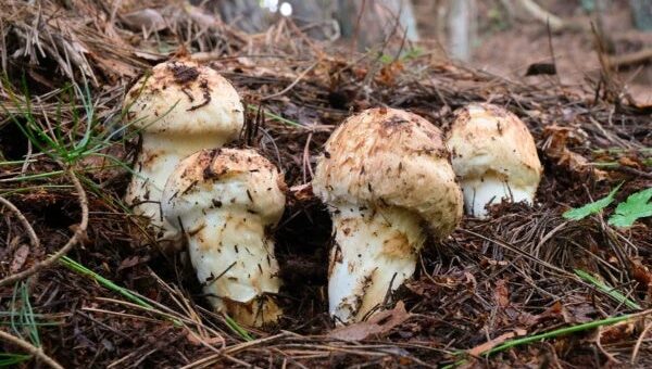 今年は豊作！生産量日本一の長野県から「秋の王様」松茸が銀座へ
