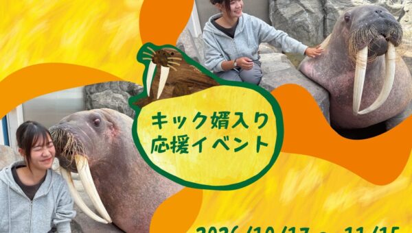 【南知多ビーチランド】セイウチ「キック」の門出を祝う特別応援イベント開催！10月17日(土)から＜愛知＞