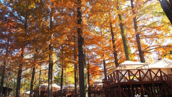 新しい紅葉体験「ゼロ距離紅葉」を提案。「紅葉を見に行く」から「紅葉の中に泊まる」へ。65万平米、約600種・５万本の樹々と眠る。