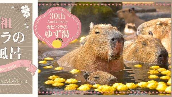 “伊豆の冬の風物詩” 伊豆シャボテン動物公園で「元祖カピバラの露天風呂」イベント開催！ 2026.11/21(土)風呂開き！ 恒例「カピバラのゆず湯」は30周年！！