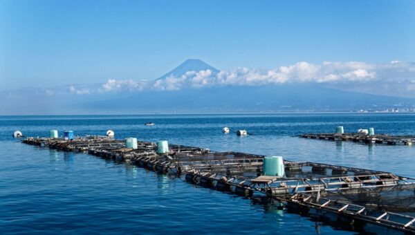水産資源の安定調達に向けF&LCと協立の合弁会社「FOOD & LIFE KYORITSU MARINE」事業開始