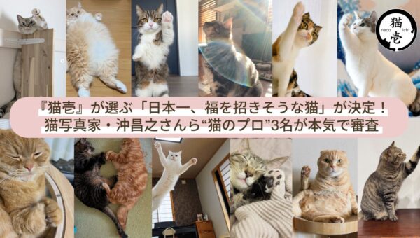 猫の名脇役である『猫壱』が選ぶ「日本一、福を招きそうな猫」が決定！猫写真家・沖昌之さんら“猫のプロ”3名が本気で審査