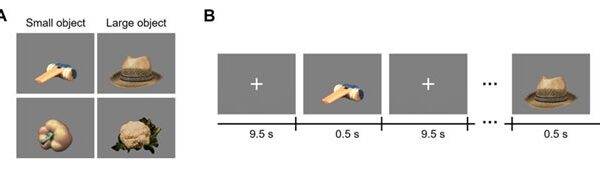 脳は「実際の大きさ」をどう識別するのか？ＡＩによる脳画像解析でサイズを識別する「全脳ネットワーク」を解明